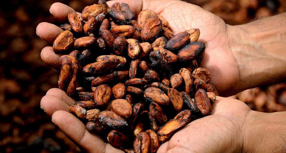 poudre de cacao